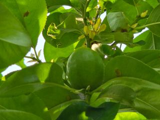 강호지인님의 기타작물 · 영농일지 작성글 사진