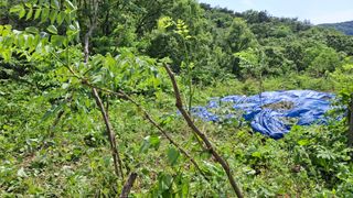 수기님의 두릅 · 영농일지 작성글 사진