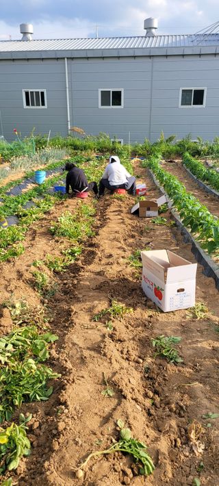 살구15128님의 감자 · 영농일지 작성글 사진