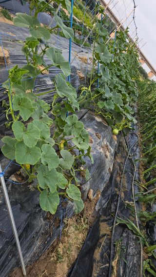 박해용(세건농장)님의 호박 · 영농일지 작성글 사진