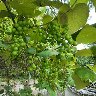 식만동 복합영농님의 토마토 · 영농일지 작성글 사진