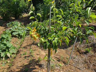 상촌농장 영가이버님의 자두 · 영농일지 작성글 사진