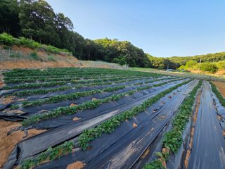 윤석은님의 고구마 · 영농일지 작성글 사진