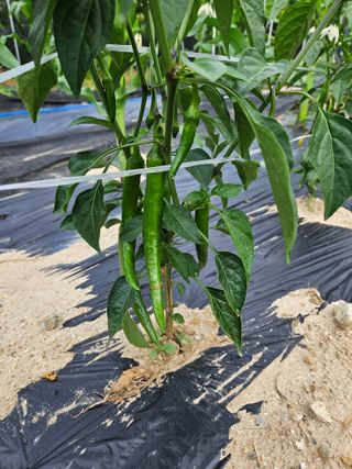 최용태님의 고추 · 영농일지 작성글 사진