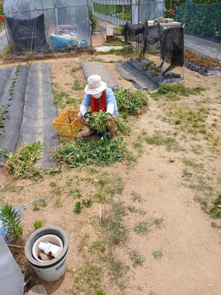 백영호님의 기타작물 · 영농일지 작성글 사진