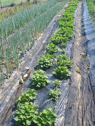 양파12861님의 고구마 · 영농일지 작성글 사진