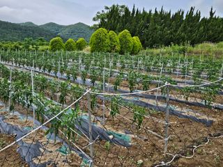 백호순(후추)님의 고추 · 영농일지 작성글 사진