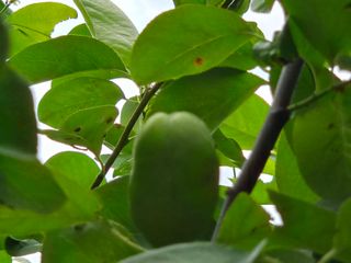 강호지인님의 기타작물 · 영농일지 작성글 사진