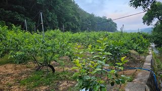 kkk님의 기타작물 · 영농일지 작성글 사진