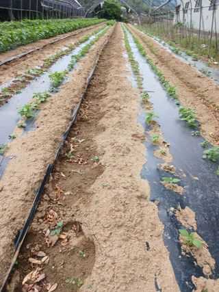 자기왕사랑해님의 참깨 · 영농일지 작성글 사진