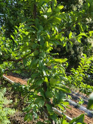 상촌농장 영가이버님의 자두 · 영농일지 작성글 사진