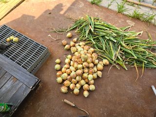 강호지인님의 기타작물 · 영농일지 작성글 사진