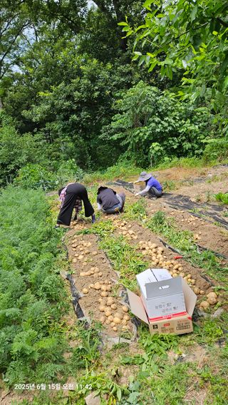 원감사님의 기타작물 · 영농일지 작성글 사진