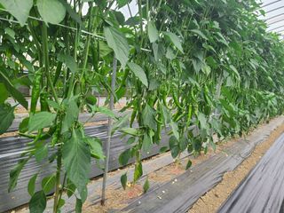 고추님의 고추 · 영농일지 작성글 사진