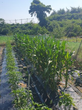 양파12861님의 고구마 · 영농일지 작성글 사진