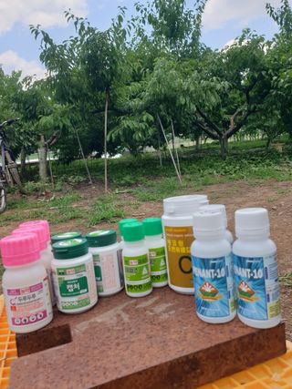 은우농장님의 자두 · 영농일지 작성글 사진