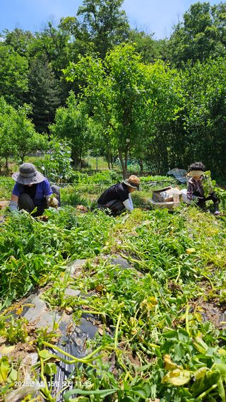원감사님의 기타작물 · 영농일지 작성글 사진