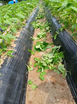 최남옥님의 기타작물 · 영농일지 작성글 사진