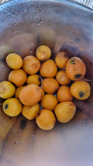 촌사리님의 기타작물 · 영농일지 작성글 사진