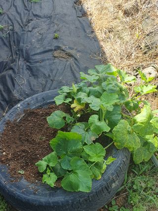 양파12861님의 고구마 · 영농일지 작성글 사진