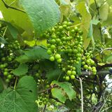 팜모닝 토마토·영농일지 게시글 이미지