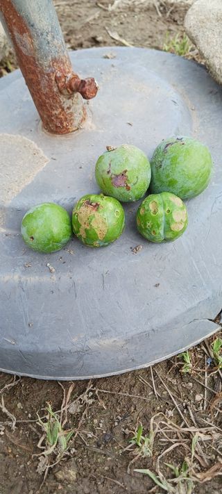 김 연님의 기타작물 · 영농일지 작성글 사진