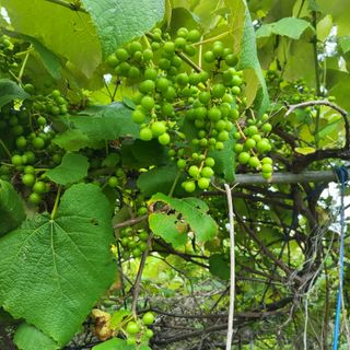 식만동 복합영농님의 토마토 · 영농일지 작성글 사진