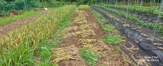 장두원님의 기타작물 · 영농일지 작성글 사진