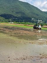 팜모닝 벼·영농일지 게시글 이미지