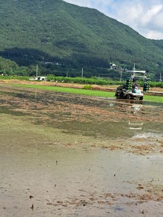 택이님의 벼 · 영농일지 작성글 사진