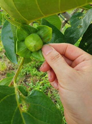 서선옥님의 감 · 영농일지 작성글 사진