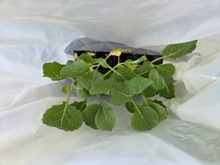 강호지인님의 기타작물 · 영농일지 작성글 사진