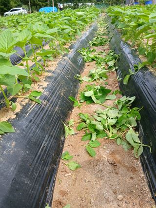 최남옥님의 기타작물 · 영농일지 작성글 사진