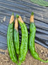 팜모닝 고추·영농일지 게시글 이미지