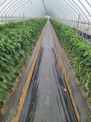 고추님의 고추 · 영농일지 작성글 사진