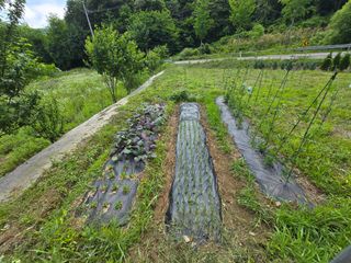 강호지인님의 기타작물 · 영농일지 작성글 사진