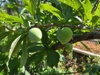 상촌농장 영가이버님의 자두 · 영농일지 작성글 사진