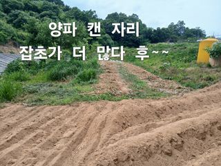 안승호님의 양파 · 영농일지 작성글 사진