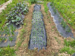 강호지인님의 기타작물 · 영농일지 작성글 사진