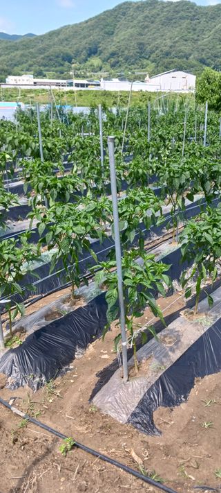 김 연님의 기타작물 · 영농일지 작성글 사진