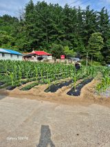 팜모닝 기타작물·영농일지 게시글 이미지