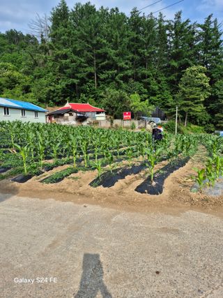 들깨18202님의 기타작물 · 영농일지 작성글 사진