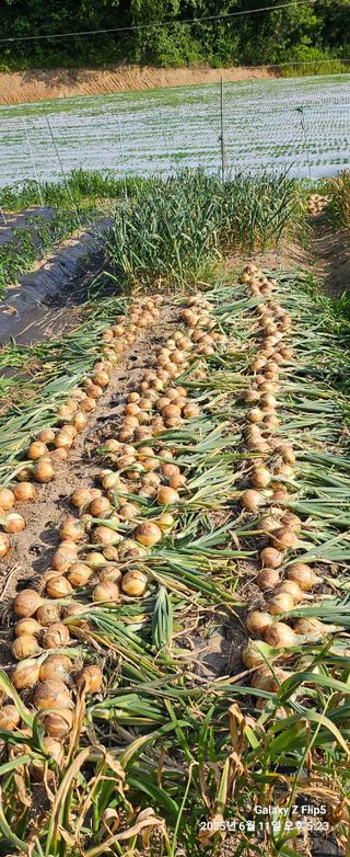 장두원님의 기타작물 · 영농일지 작성글 사진
