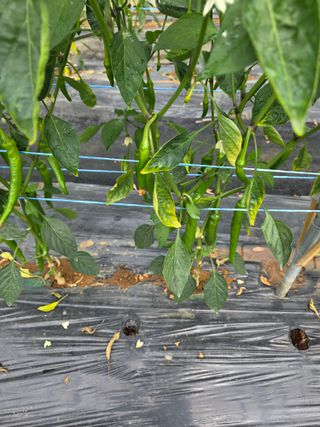 이원섭님의 고추 · 영농일지 작성글 사진