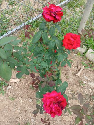 안승호님의 양파 · 영농일지 작성글 사진