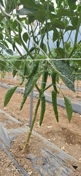 팜모닝 고추·영농일지 게시글 이미지