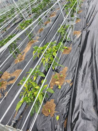 복숭아17066님의 고추 · 영농일지 작성글 사진