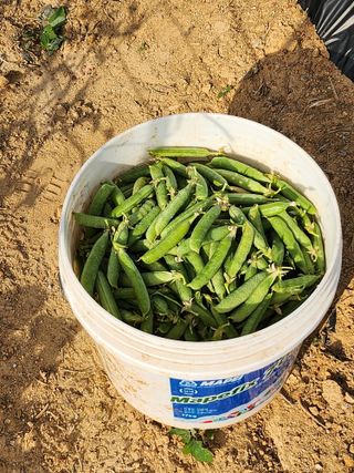 황미순님의 콩 · 영농일지 작성글 사진