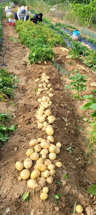 살구15128님의 감자 · 영농일지 작성글 사진