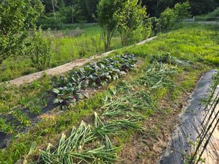강호지인님의 기타작물 · 영농일지 작성글 사진